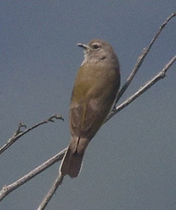 Green-backed Honeybird - ML644261720