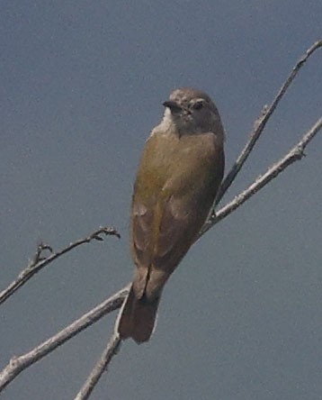 Green-backed Honeybird - ML644261721