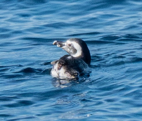Magellanic Penguin - ML644261726