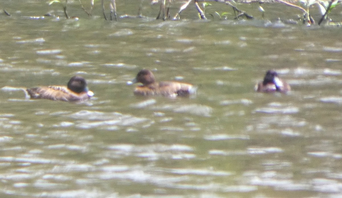 Hardhead - ML644261727