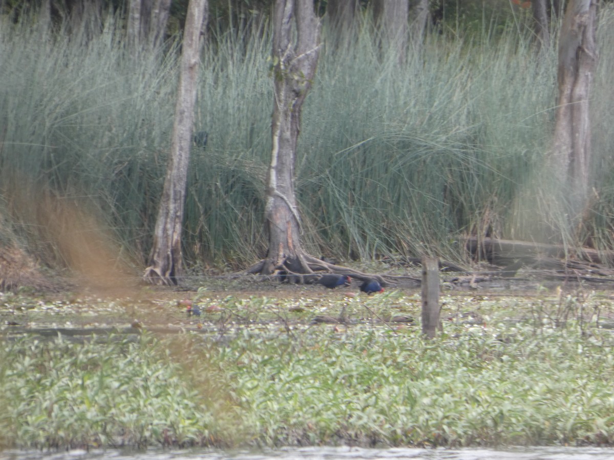 Hardhead - ML644261728