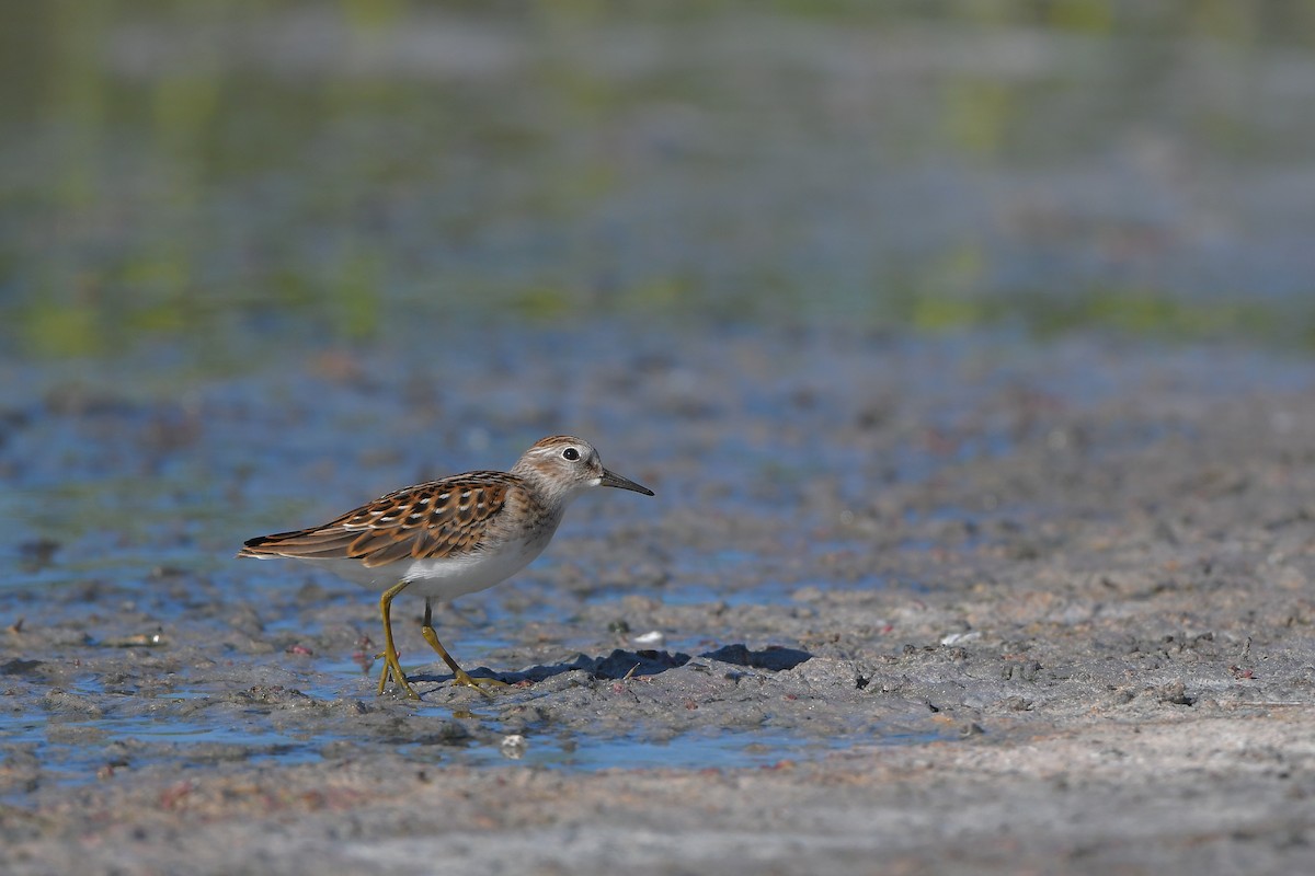 Bécasseau minuscule - ML644261730