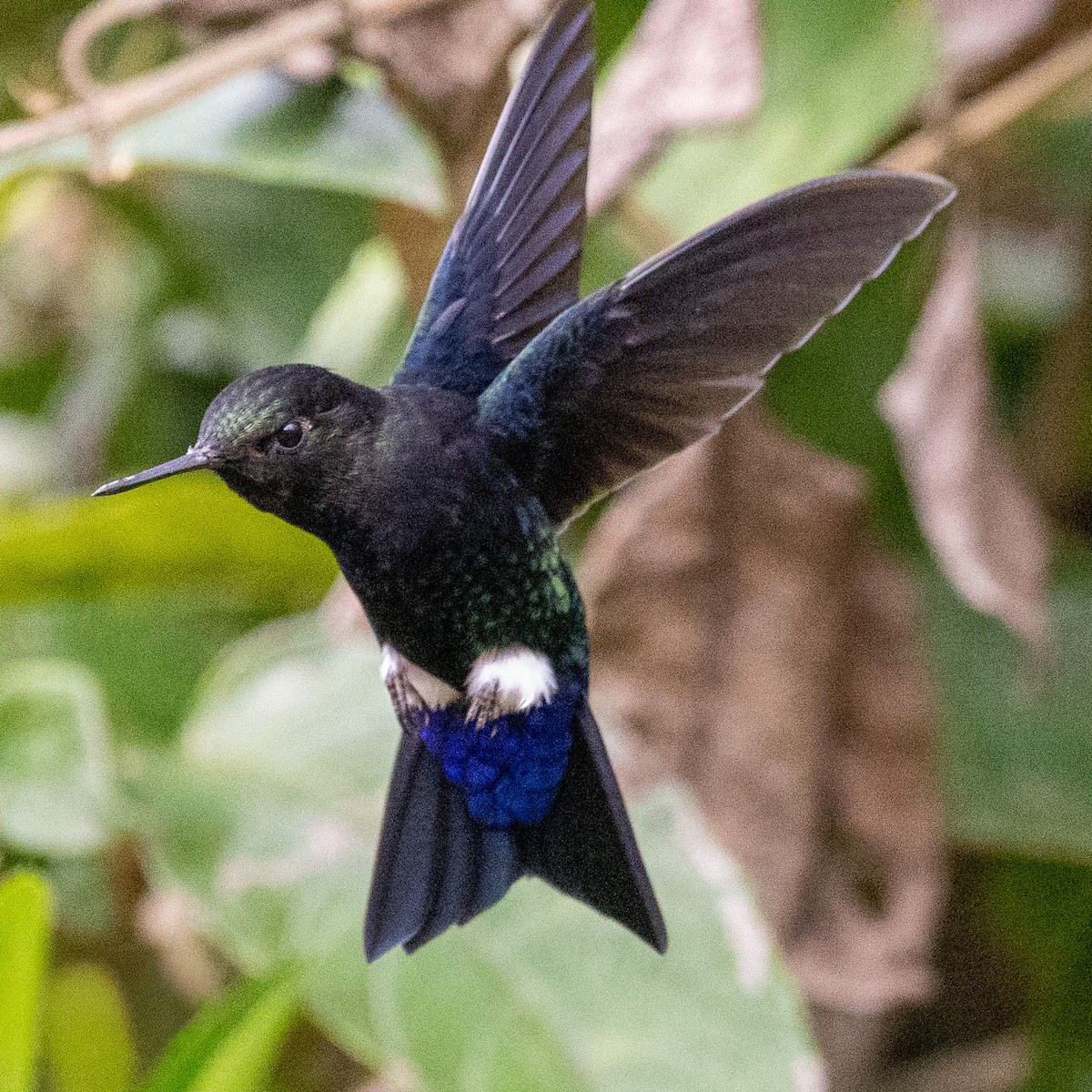 Black-breasted Puffleg - ML644261731