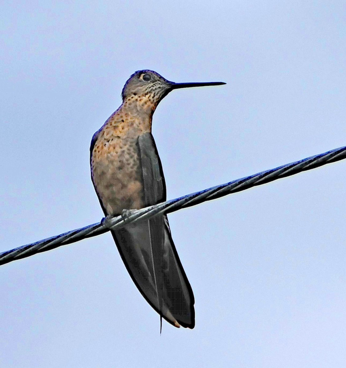 Giant Hummingbird - ML644261733