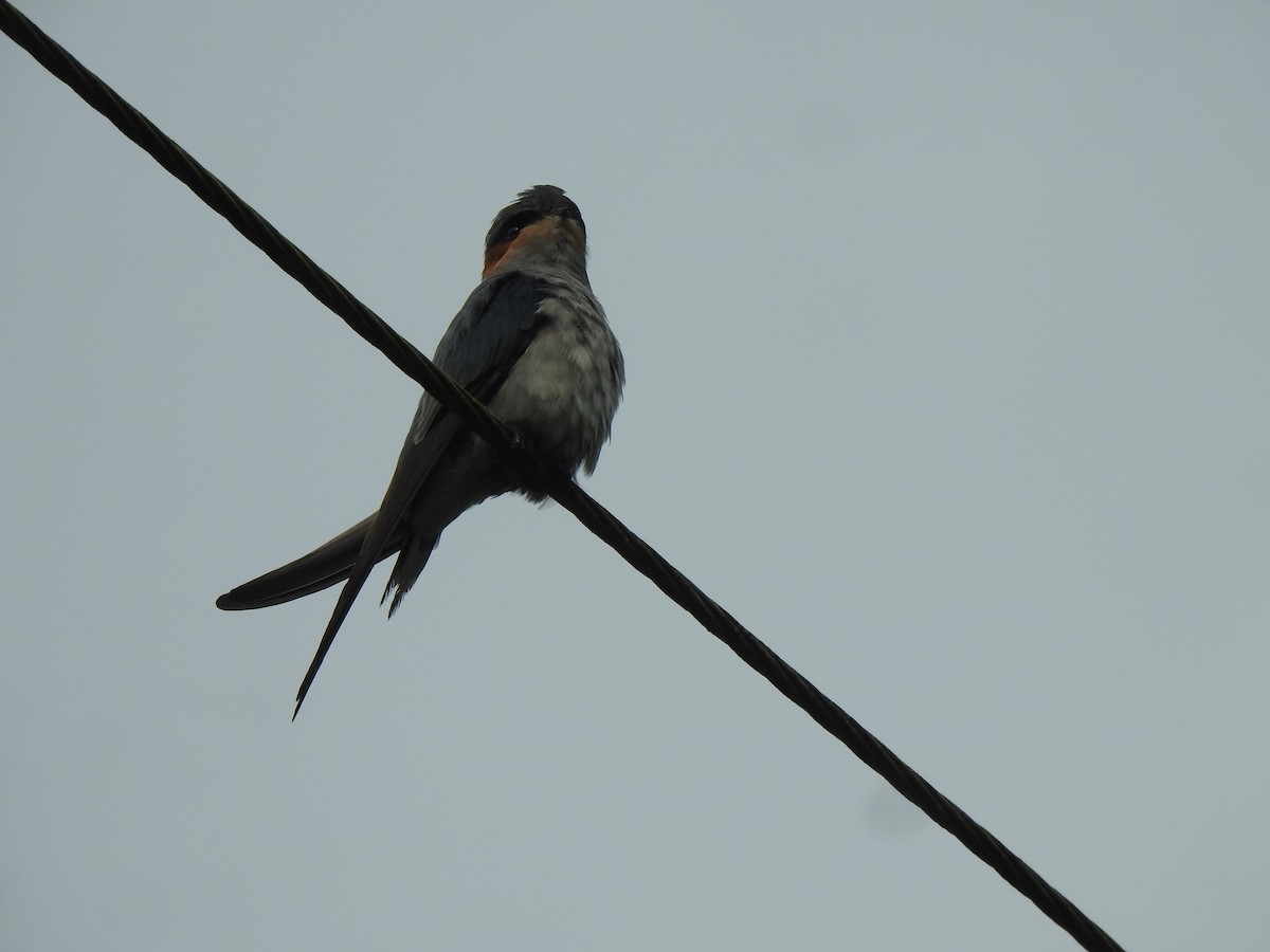 Crested Treeswift - ML644261735