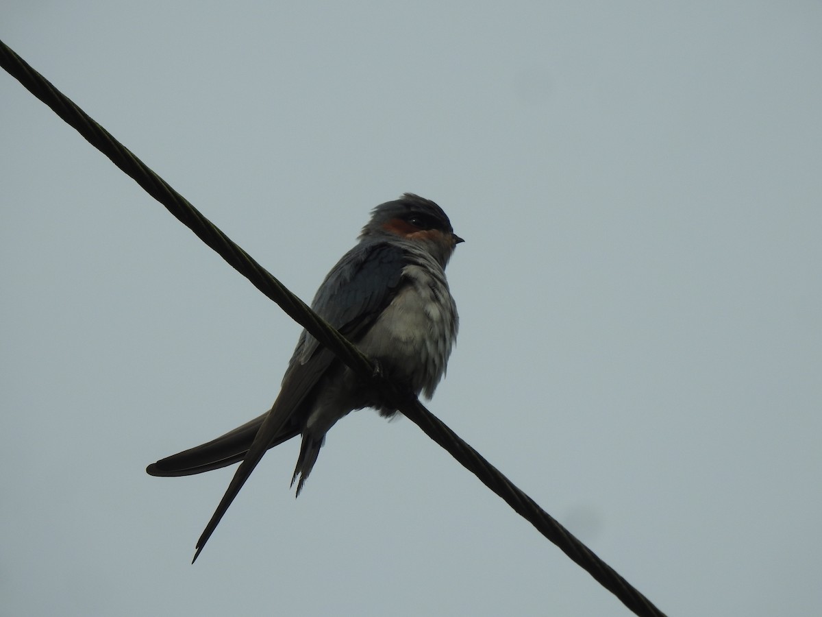 Crested Treeswift - ML644261736