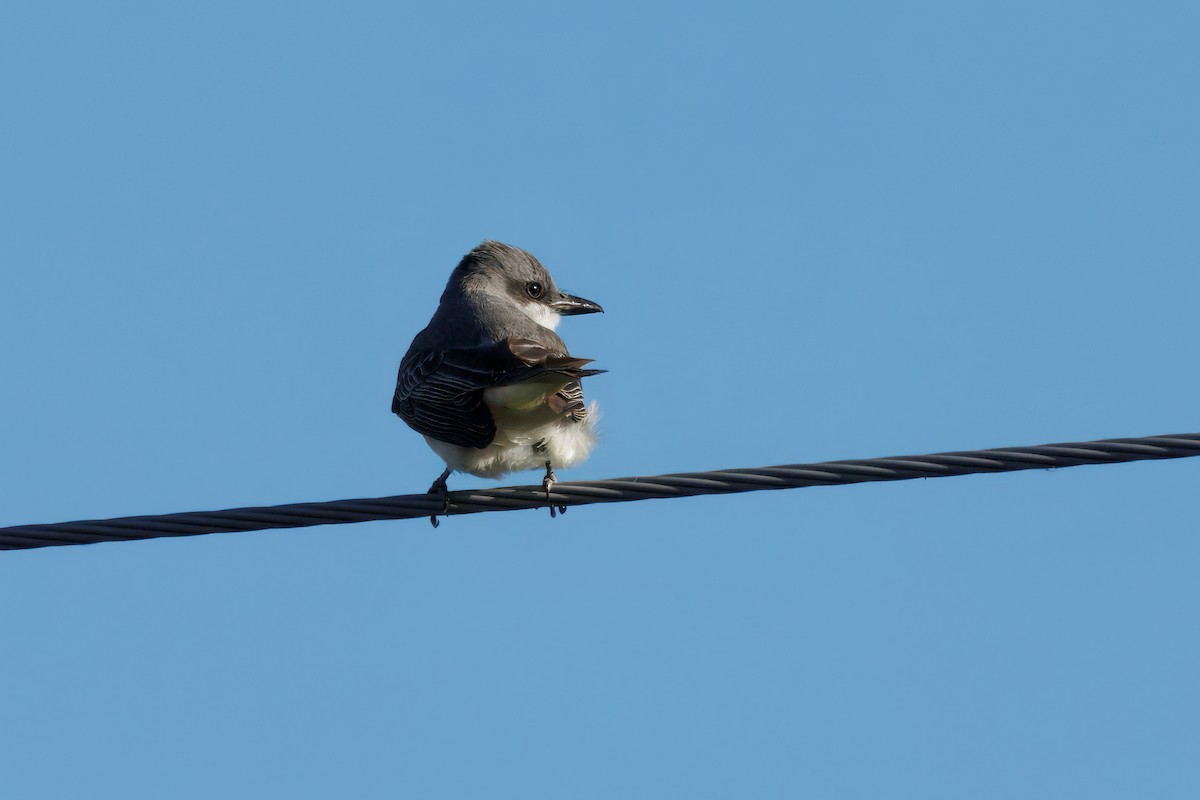 Gray Kingbird - ML644261737