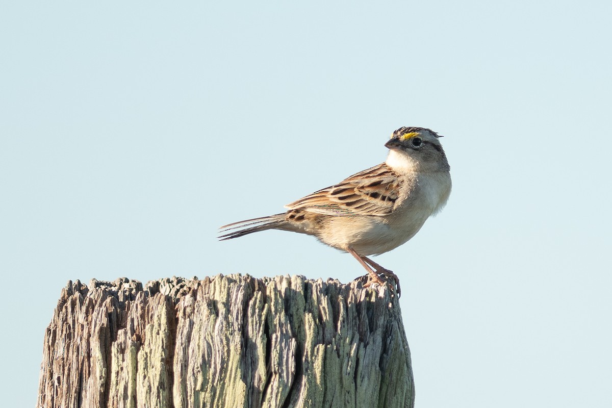 Wachtelammer - ML644261744