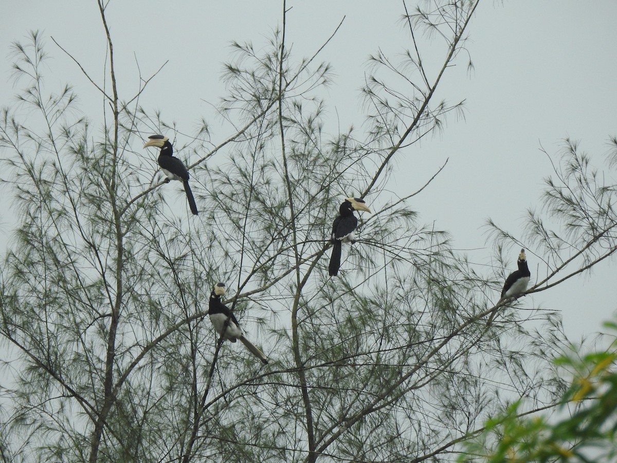 カササギサイチョウ - ML644261748