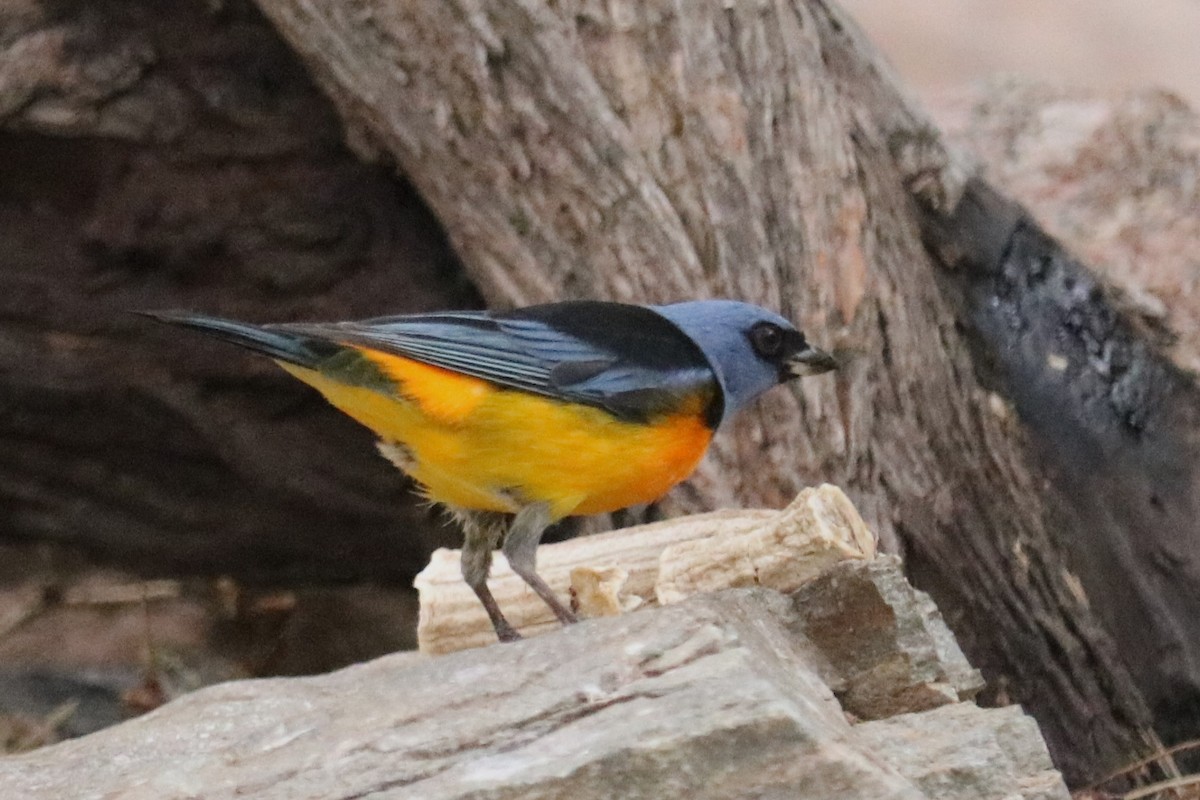 Blue-and-yellow Tanager - ML644261749