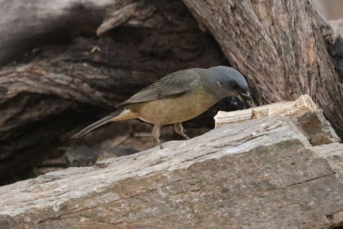 Blue-and-yellow Tanager - ML644261752