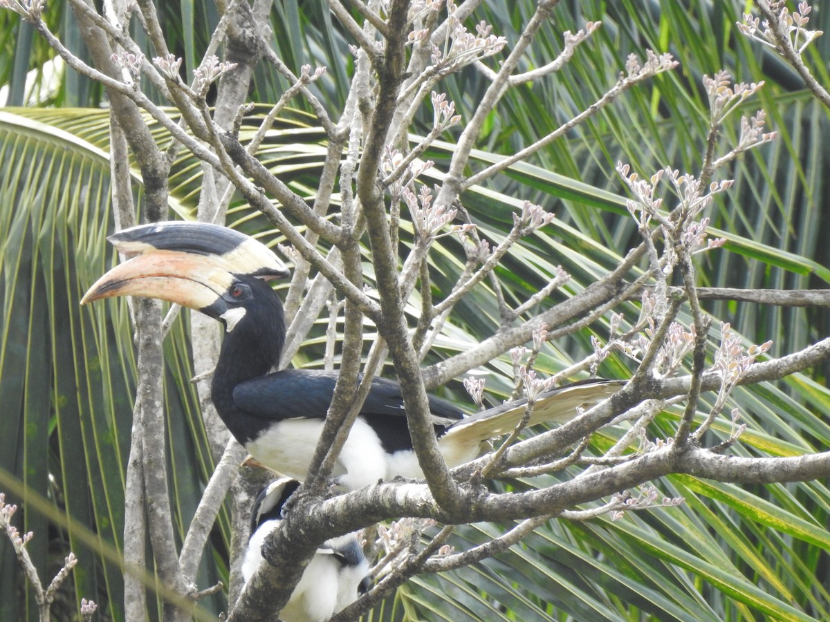 カササギサイチョウ - ML644261757