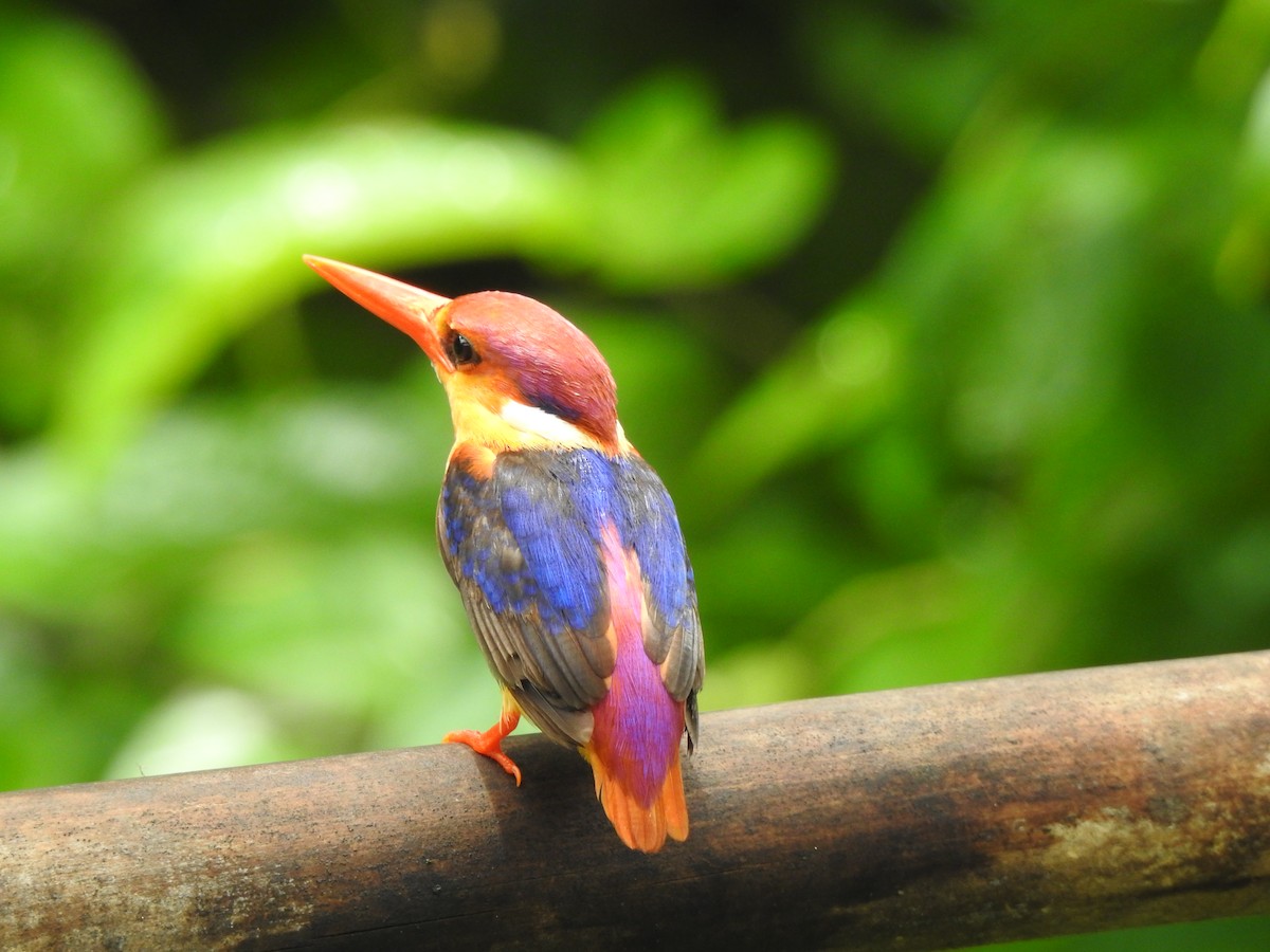 Black-backed Dwarf-Kingfisher - ML644261767