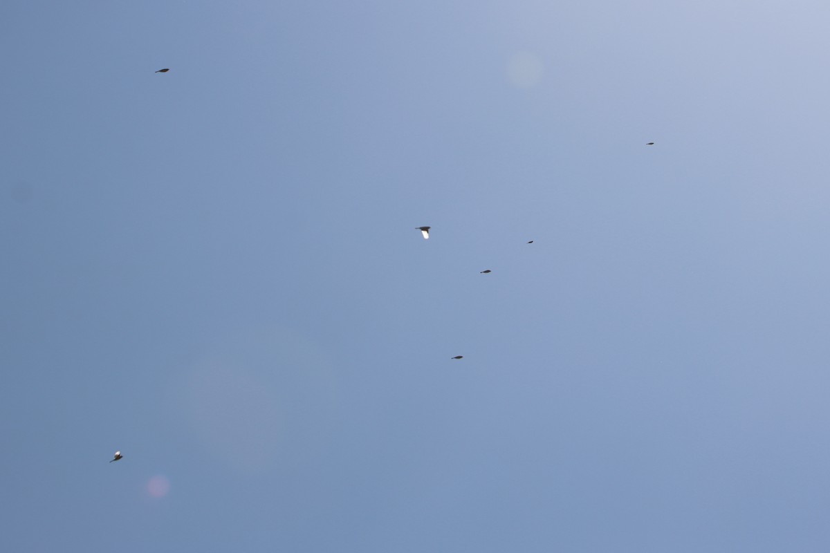 Зяблик звичайний - ML644261769