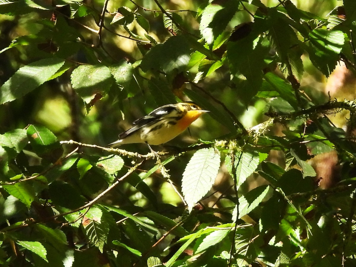 hemlokkparula - ML644261780