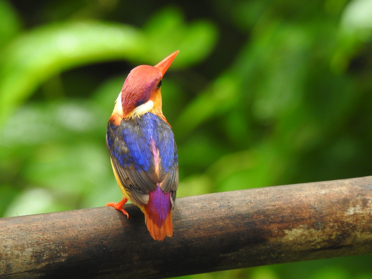 Black-backed Dwarf-Kingfisher - ML644261786