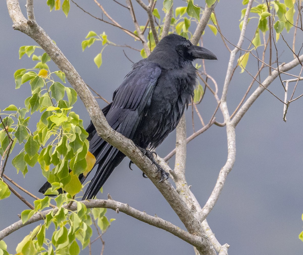 Ворона великодзьоба - ML644261788