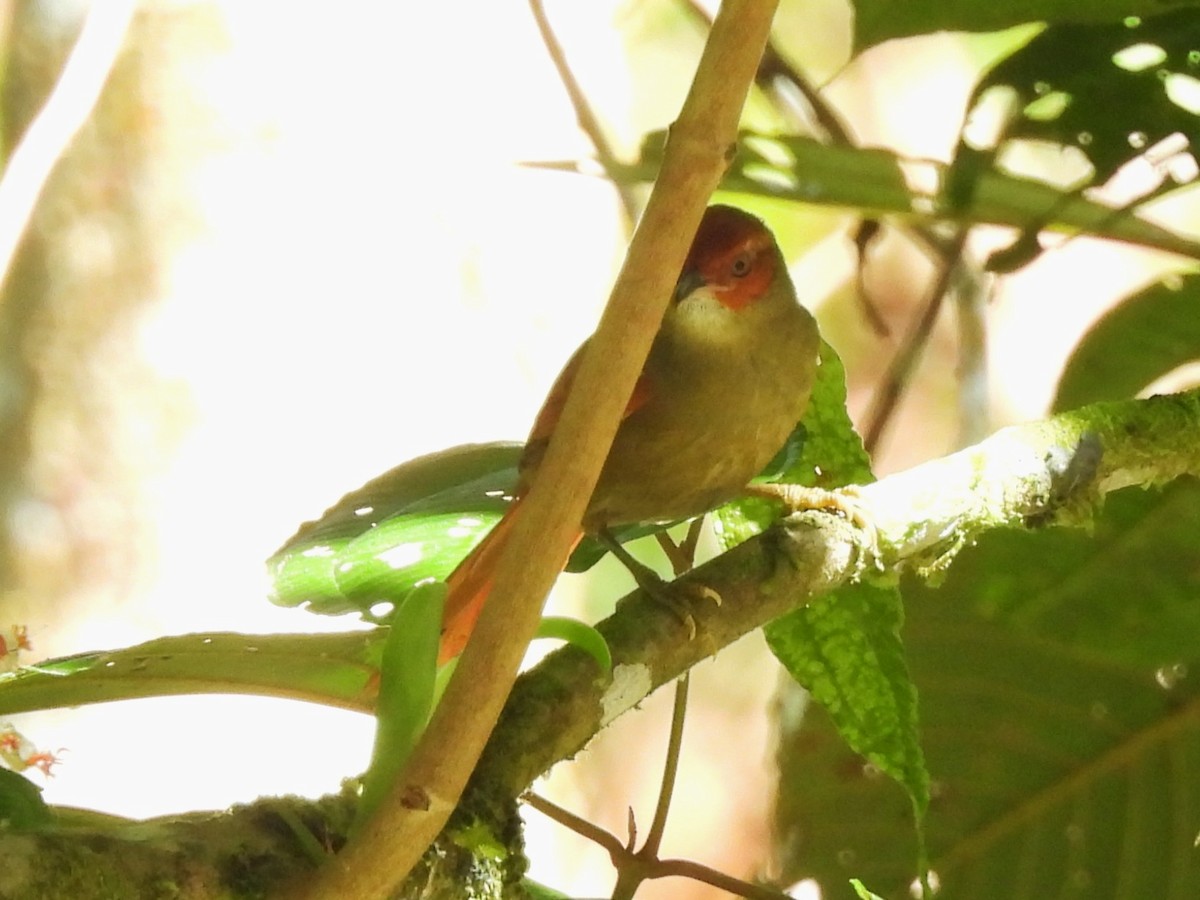 rødhettepiggstjert - ML644261789