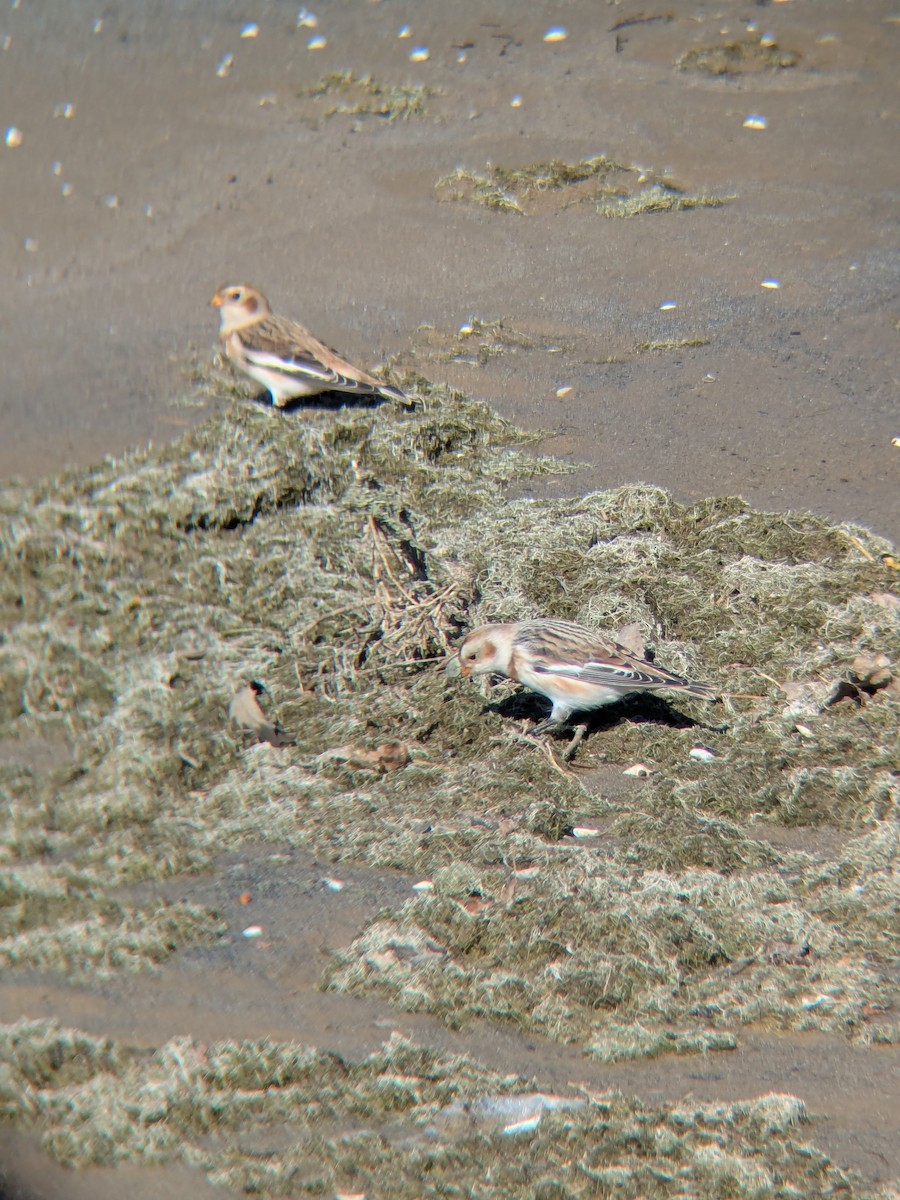 Plectrophane des neiges - ML644261791