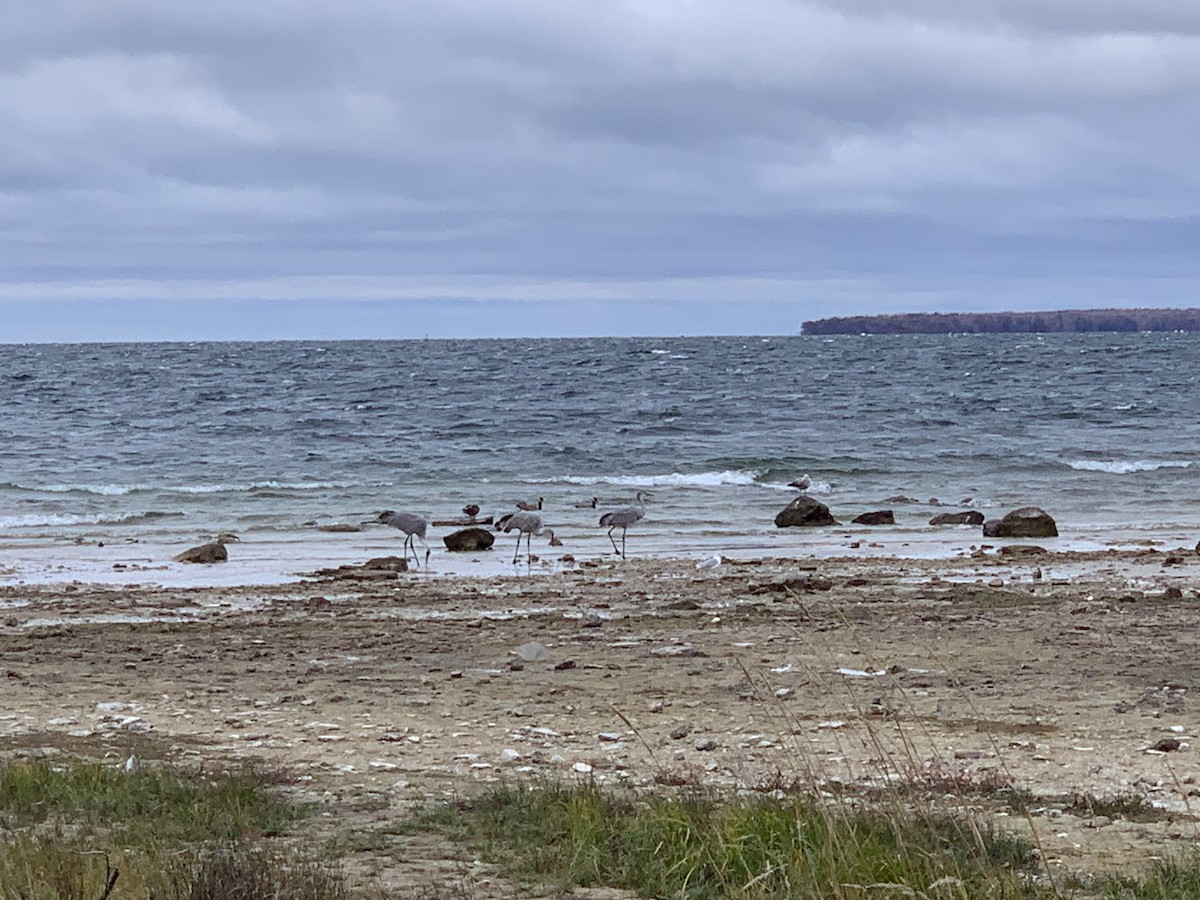 Sandhill Crane - ML644261811