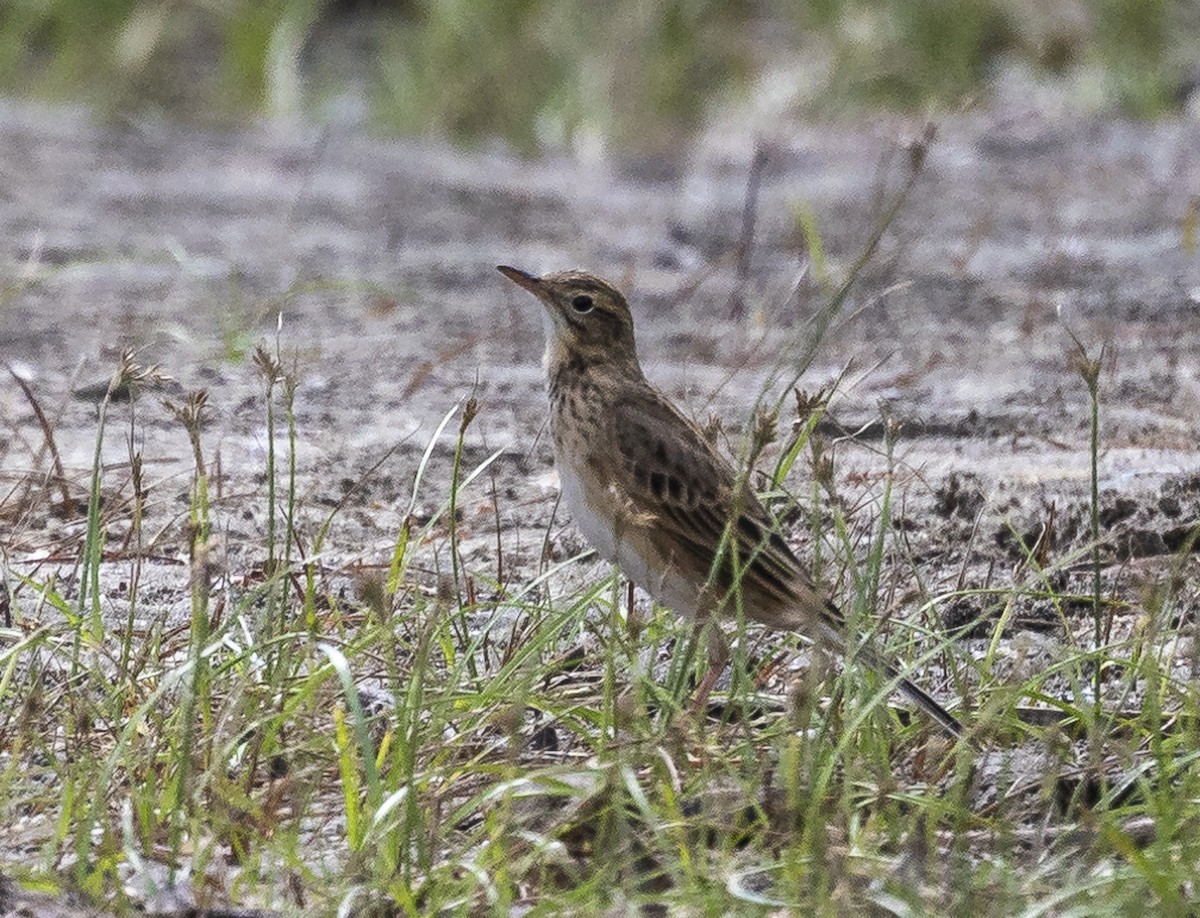 Bisbita de Richard - ML644261812