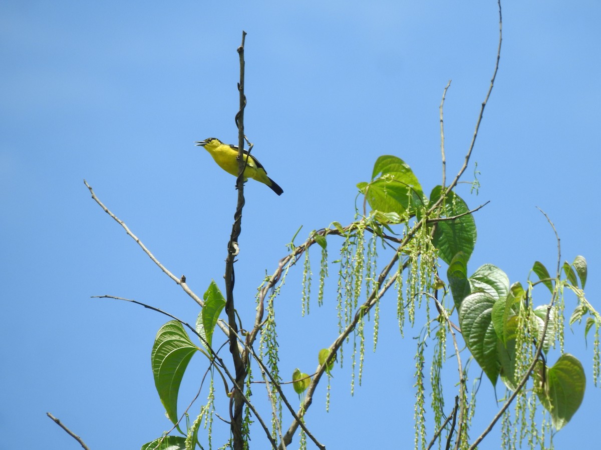Common Iora - ML644261816