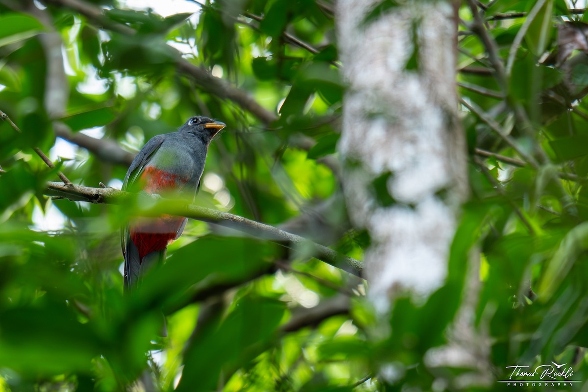 Black-tailed Trogon - ML644261819