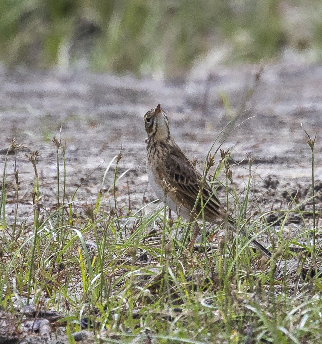 Bisbita de Richard - ML644261820