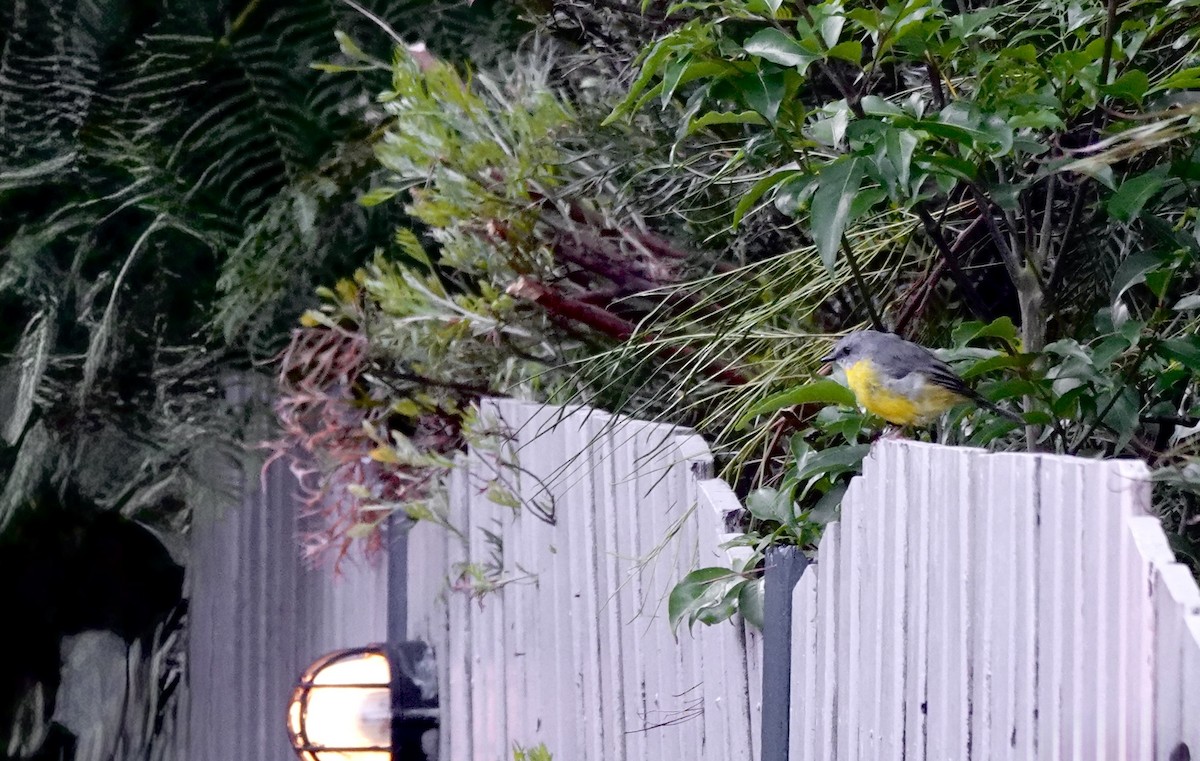 gulbrystflueskvett - ML644261844