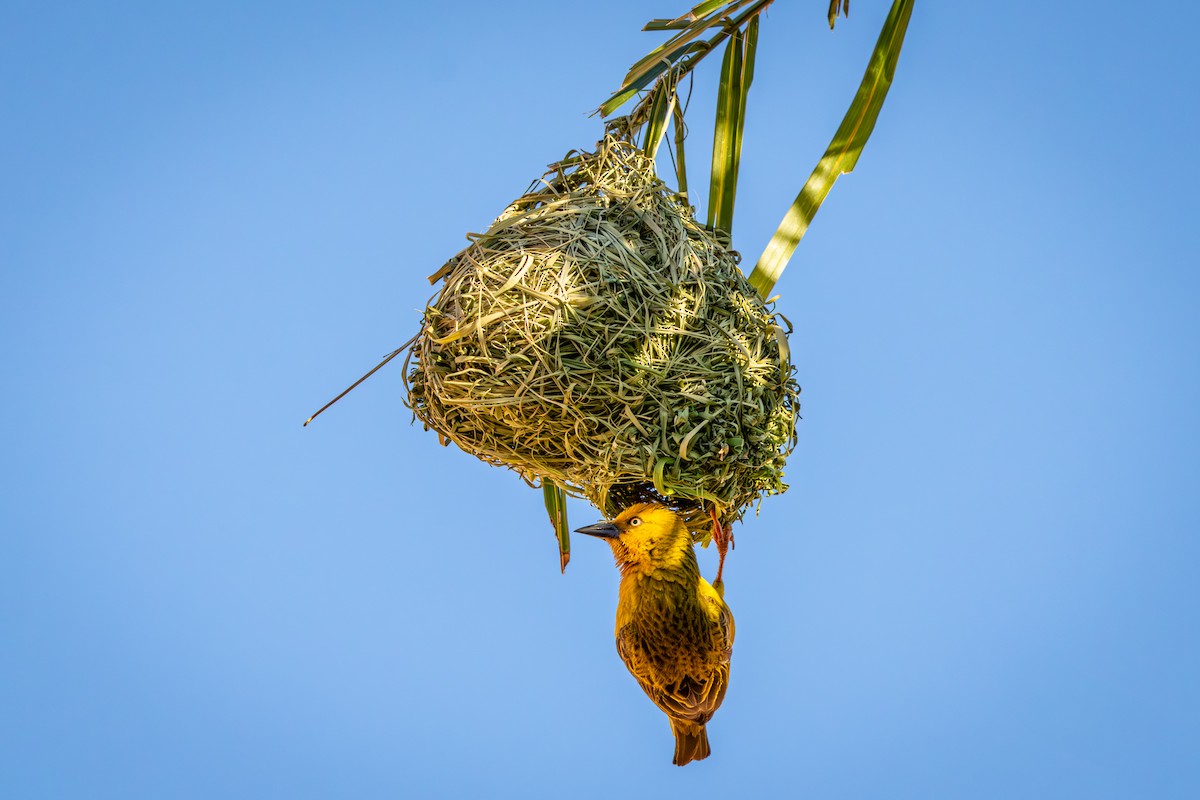 Cape Weaver - ML644261846