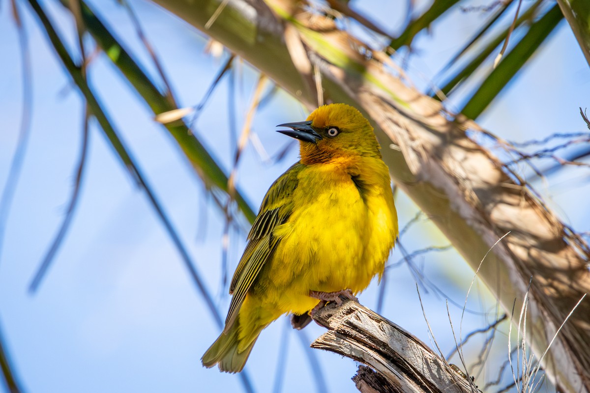 Cape Weaver - ML644261847