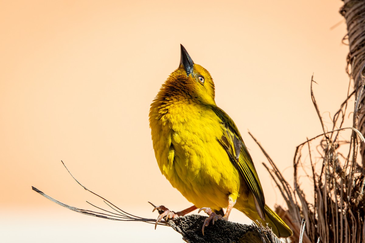 Cape Weaver - ML644261848
