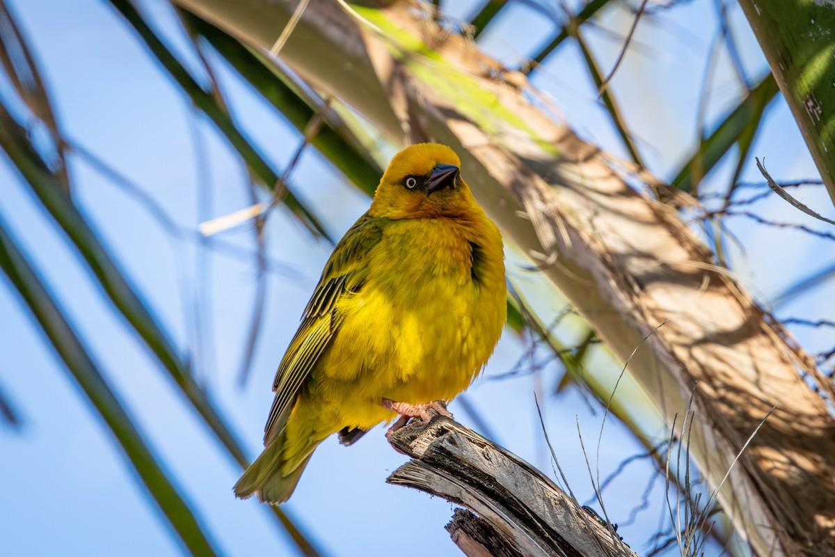Cape Weaver - ML644261849