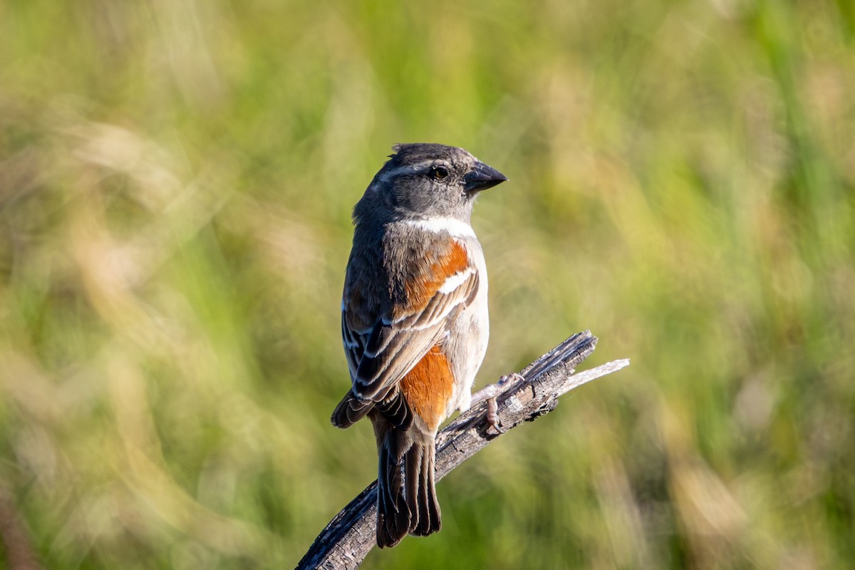 Cape Sparrow - ML644261853