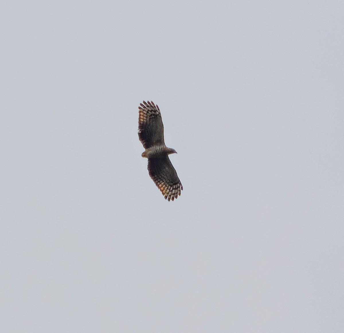Hook-billed Kite - ML644261860