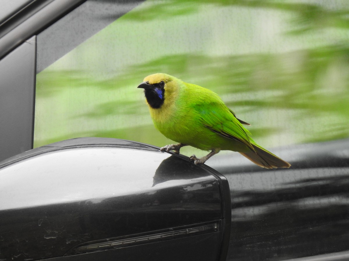 Jerdon's Leafbird - ML644261861