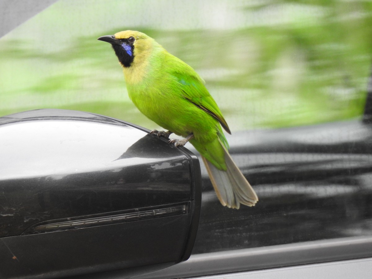 Jerdon's Leafbird - ML644261862