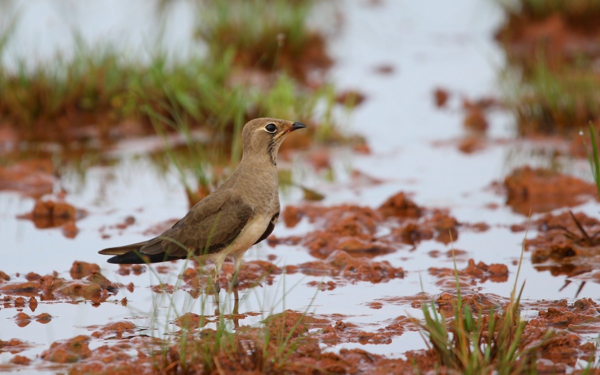 ツバメチドリ - ML644261863