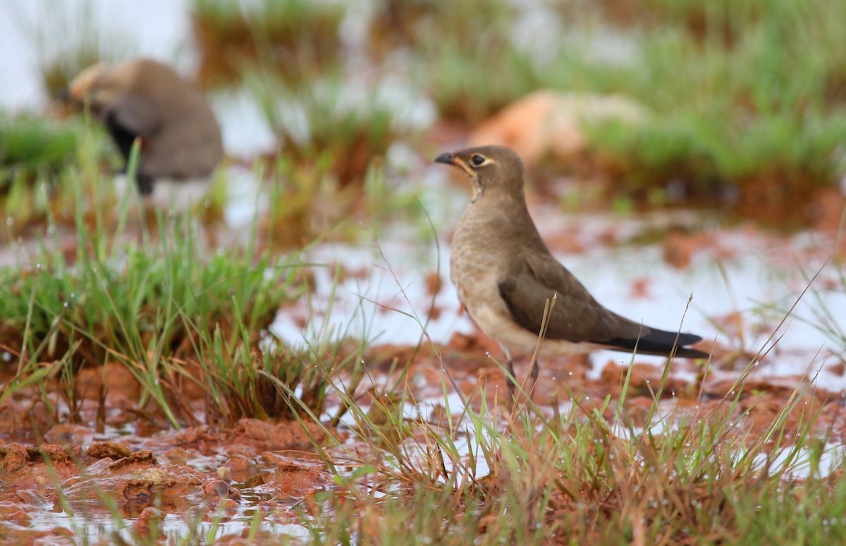 ツバメチドリ - ML644261864