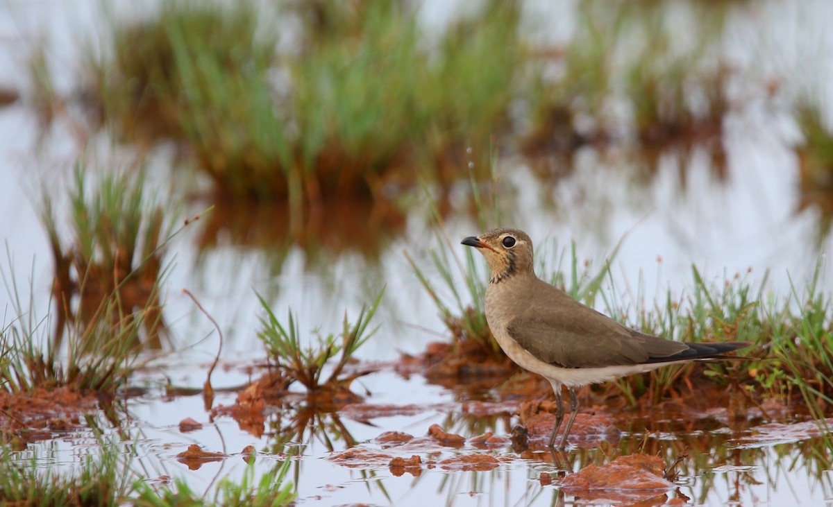 ツバメチドリ - ML644261865