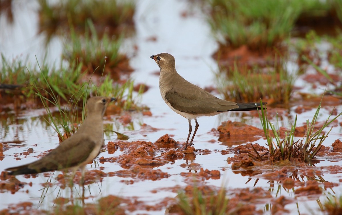 ツバメチドリ - ML644261866