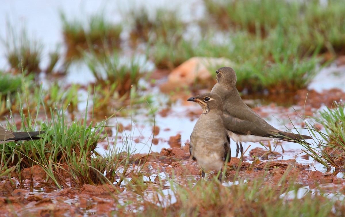 ツバメチドリ - ML644261867