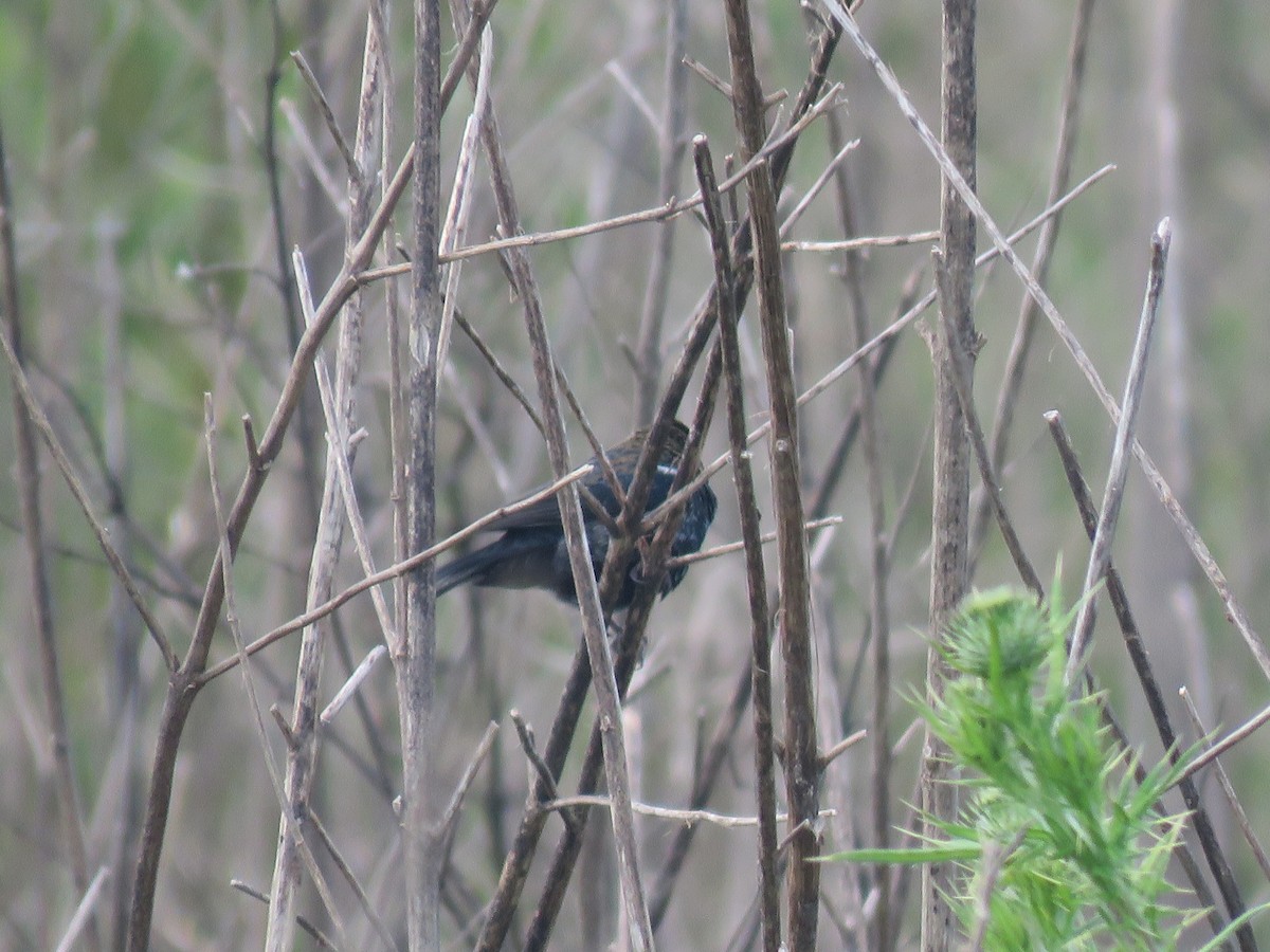 Якарина - ML644261870