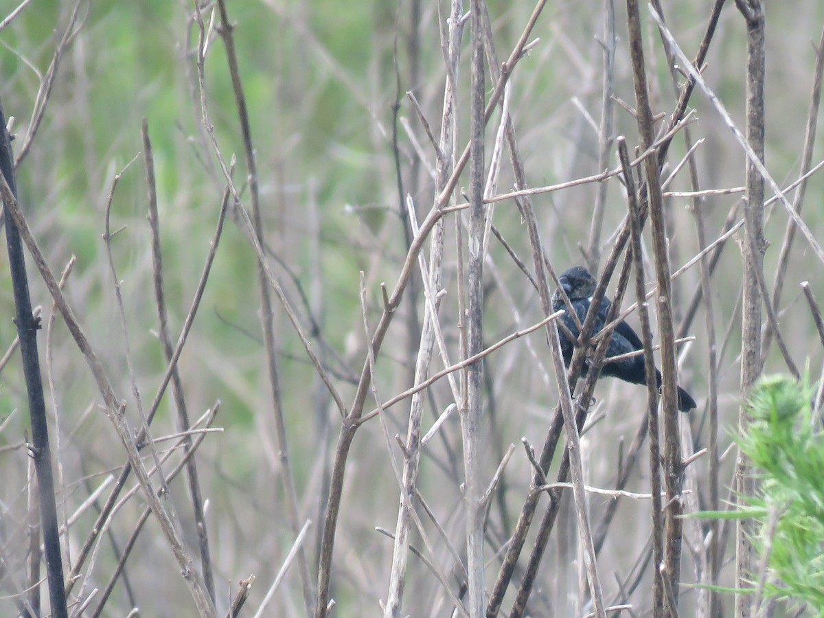 Якарина - ML644261871