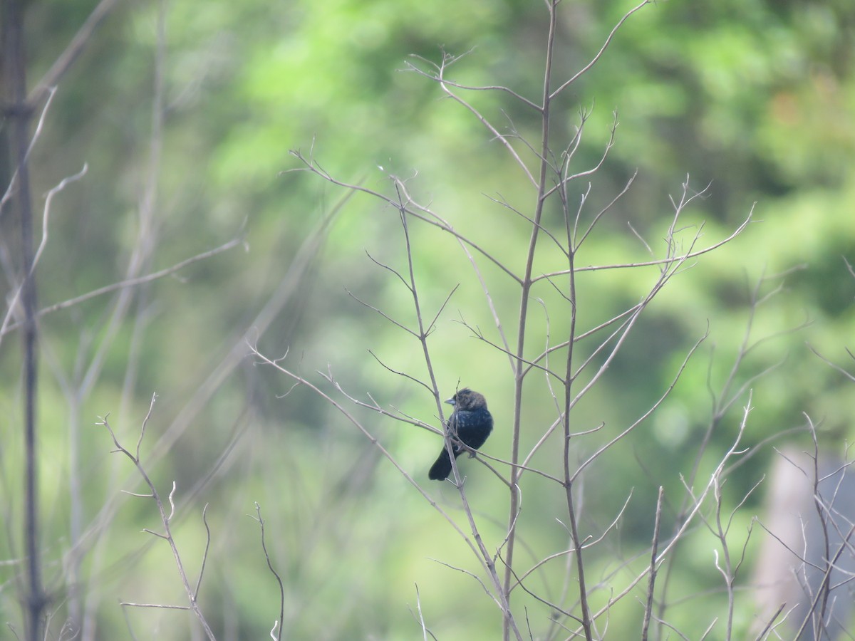 Якарина - ML644261872