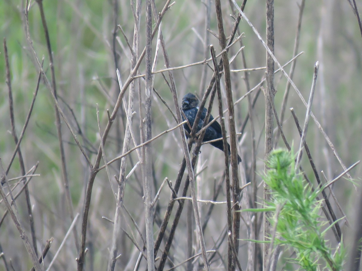 Якарина - ML644261873