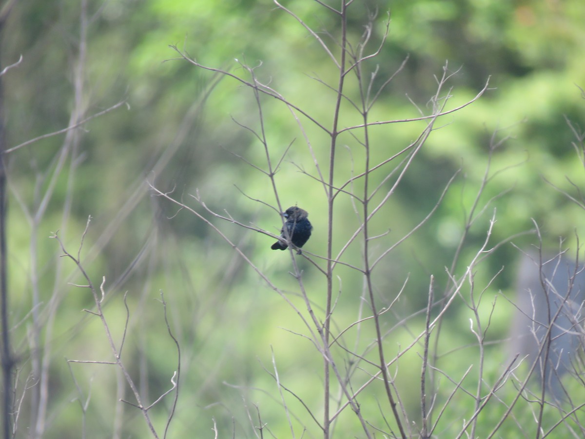 Якарина - ML644261874