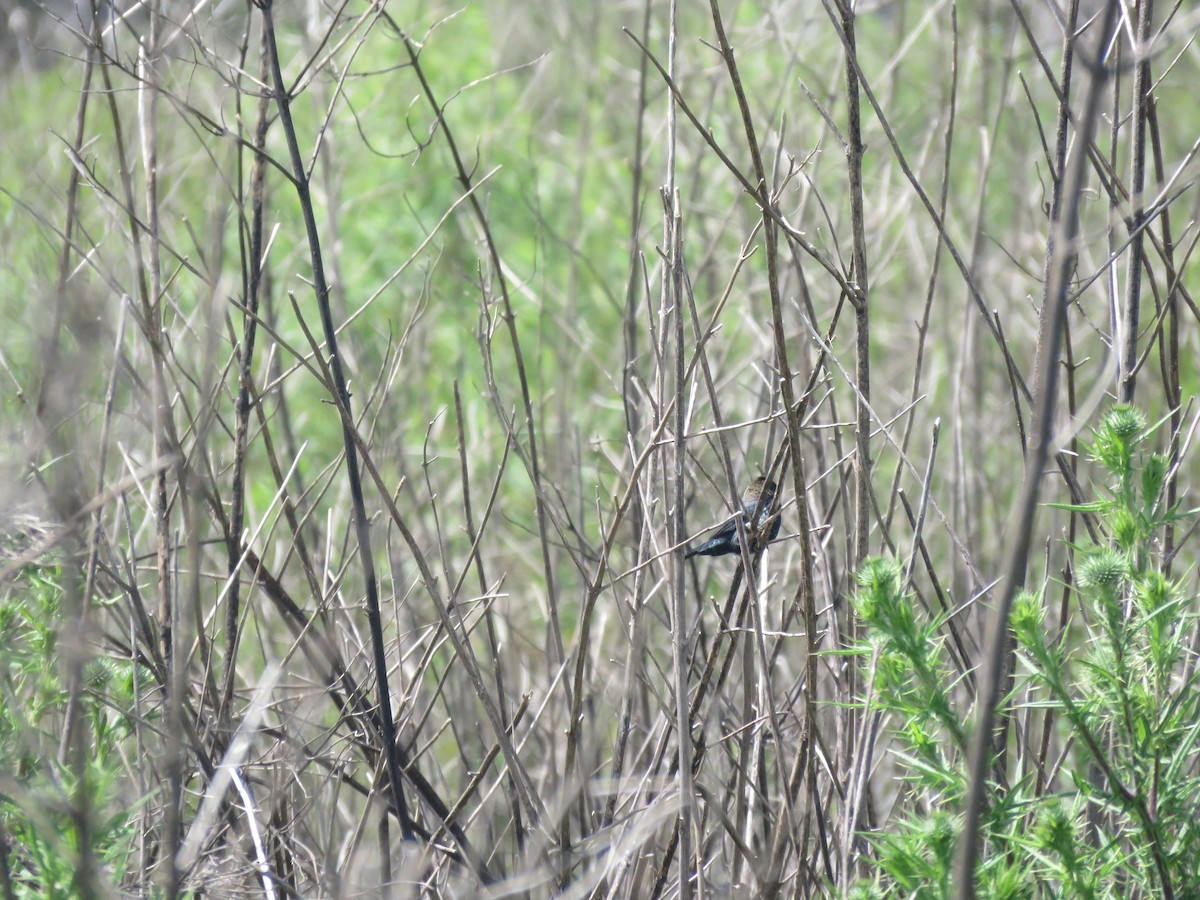 Якарина - ML644261875