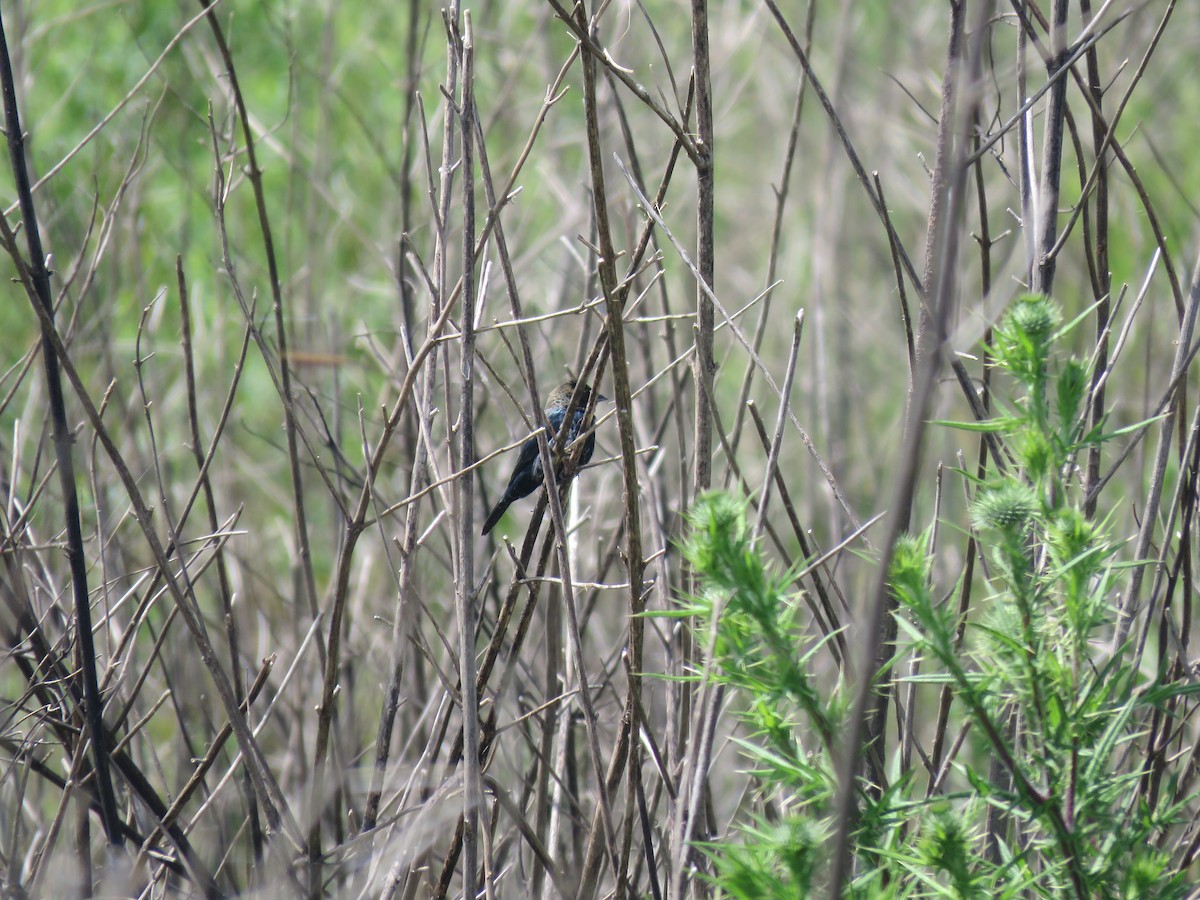 Якарина - ML644261876