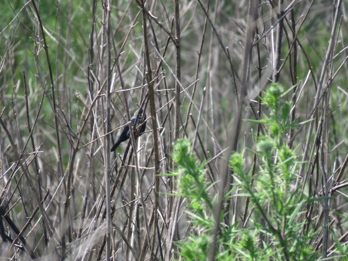 Якарина - ML644261877